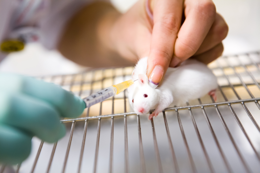 mice receiving an injection