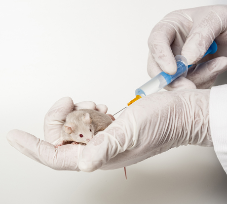 mice getting an injection