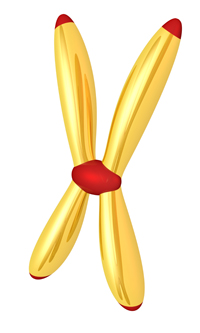Gold stylized chromosome pair