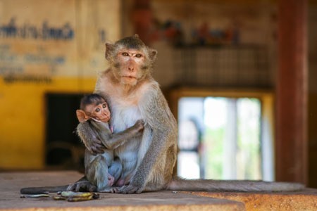 young rhesus monkey