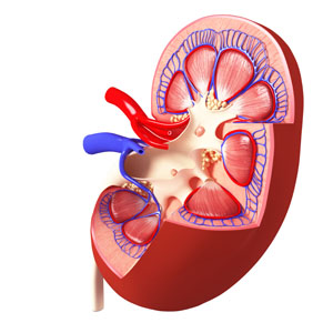kidney function on lithium