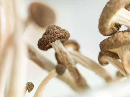ingredient in magic mushrooms may treat depression