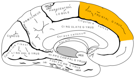 superior frontal gyrus