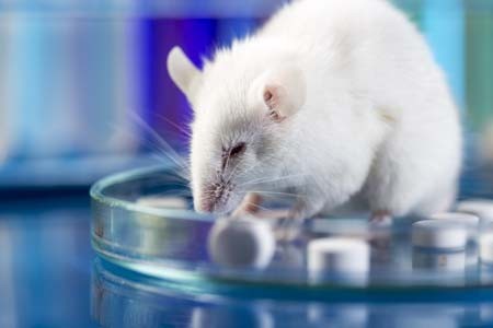 rat investigating pills