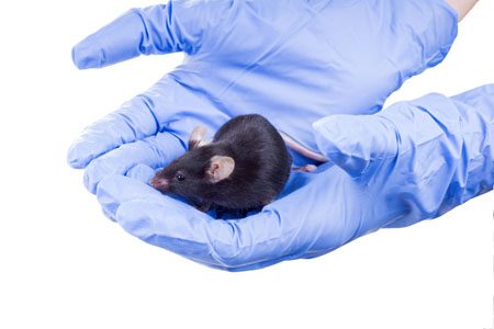 Laboratory black mouse in the hands of the experimenter