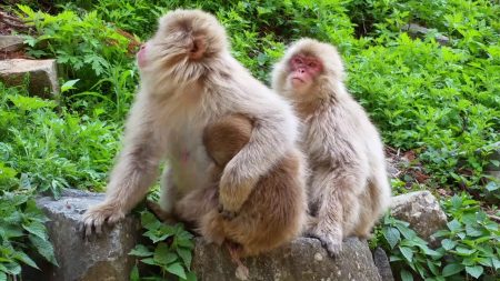 baby macaque feeding