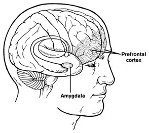 prefrontal cortex and amygdala