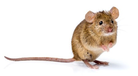 infection in mouse leads to behavioral changes in later generations