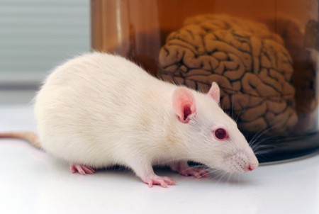 epigenetic changes to mouse brain cells