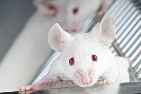ketamine prevents depression like behaviors in mice